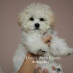 Uilaki&#039;s White Beauty